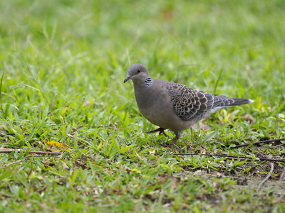 斑鸠草东方鸠鸟,东方鸟,草单鸟,台湾,2019年1月照片