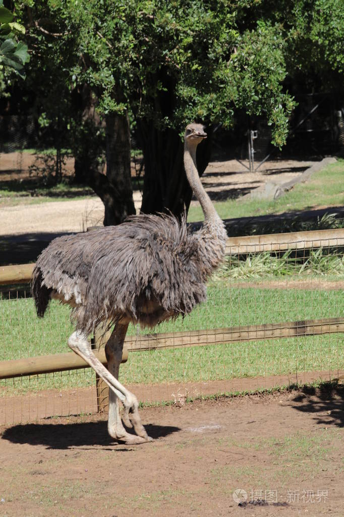 毛茸茸的鸵鸟走在钢笔