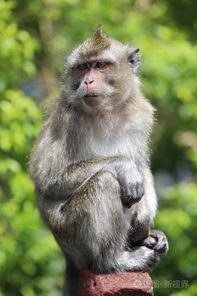 猴子坐在树附近的木棍上.模糊的背景照片-正版商用图片1732jv-摄图新