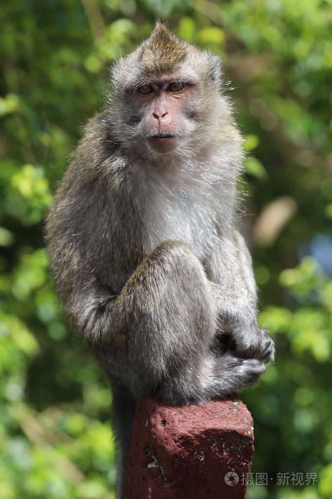 猴子坐在树附近的木棍上模糊的背景