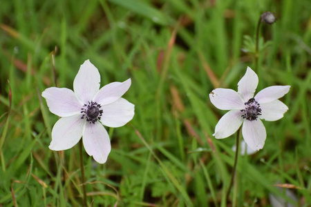在草地上合上白色的小花