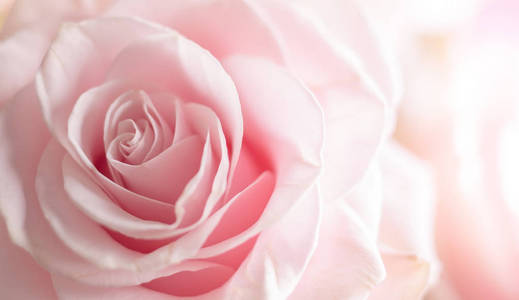 温柔的粉色玫瑰。花背景在柔和的颜色和模糊的风格。新鲜玫瑰的宏观照片。