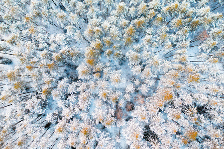 冬季森林鸟图。雪景的最高景观