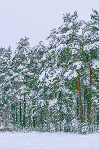 冰雪覆盖的冬季森林。