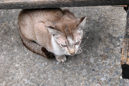 愤怒的猫和不幸的亲密