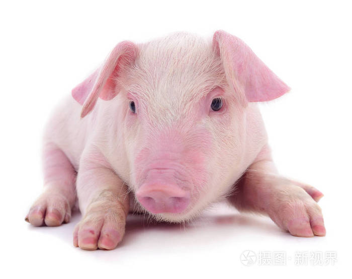 白色背景上孤立的粉红色小猪