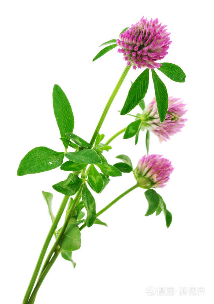 丁香花在茎上有绿叶在白色背景上分离