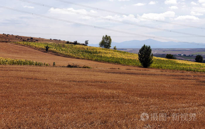 在阳光明媚的日子里，西班牙北部种植了谷物田。
