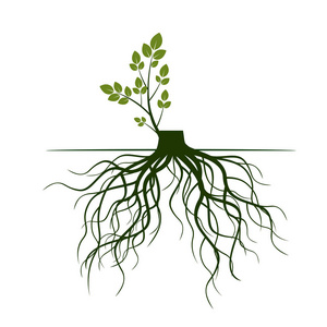 树根和发芽肢体。 植物的根。 概要说明。