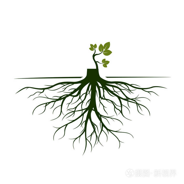 树根和发芽肢体植物的根概要说明