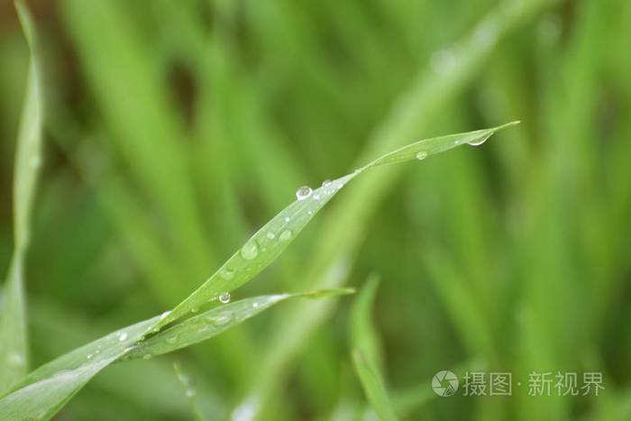 用水滴把青草贴紧