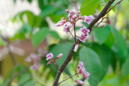 粉红色的花闭上