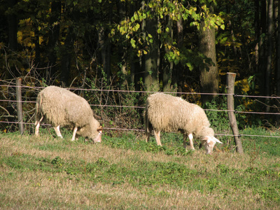 两只羊一起在草地上放牧