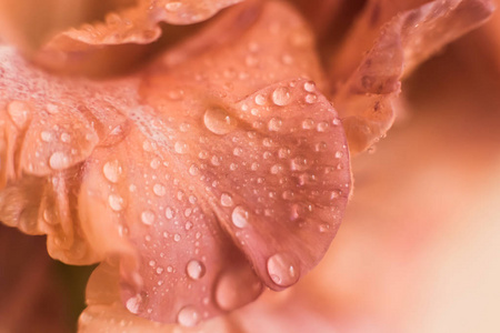 这张照片显示了一个花瓣的特写，雨滴在上面。
