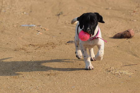 狗在海滩上玩玩具