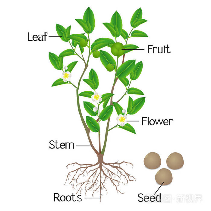 插图显示植物部分的绿茶山茶在白色背景