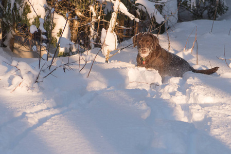 拉布拉多猎犬巧克力色在雪地里玩耍