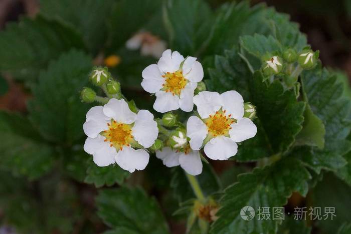 一株绿叶子的灌木上有一朵小的,白色的草莓花