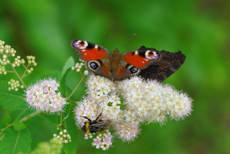 一只彩色的蝴蝶和一只大黄蜂坐在白色的花蕾上