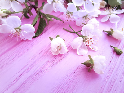 粉红色木质背景上盛开的樱桃