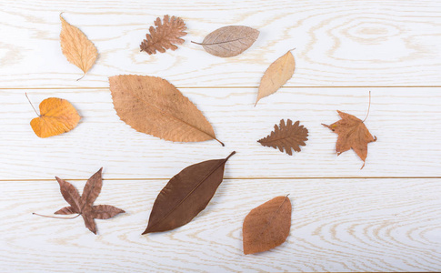 干燥的秋叶放置在木制面板纹理上