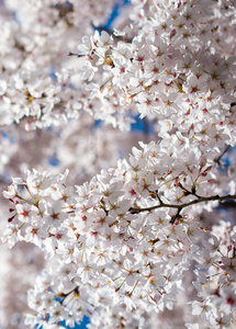 盛开的春花作为五彩缤纷的背景