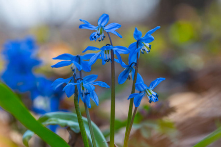 一堆美丽的特写，蓝色的春天的雪花