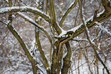 冬季森林自然背景中的干燥雪景树