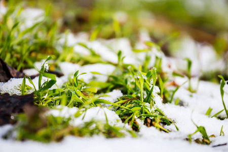 在融雪的春景中特写绿草