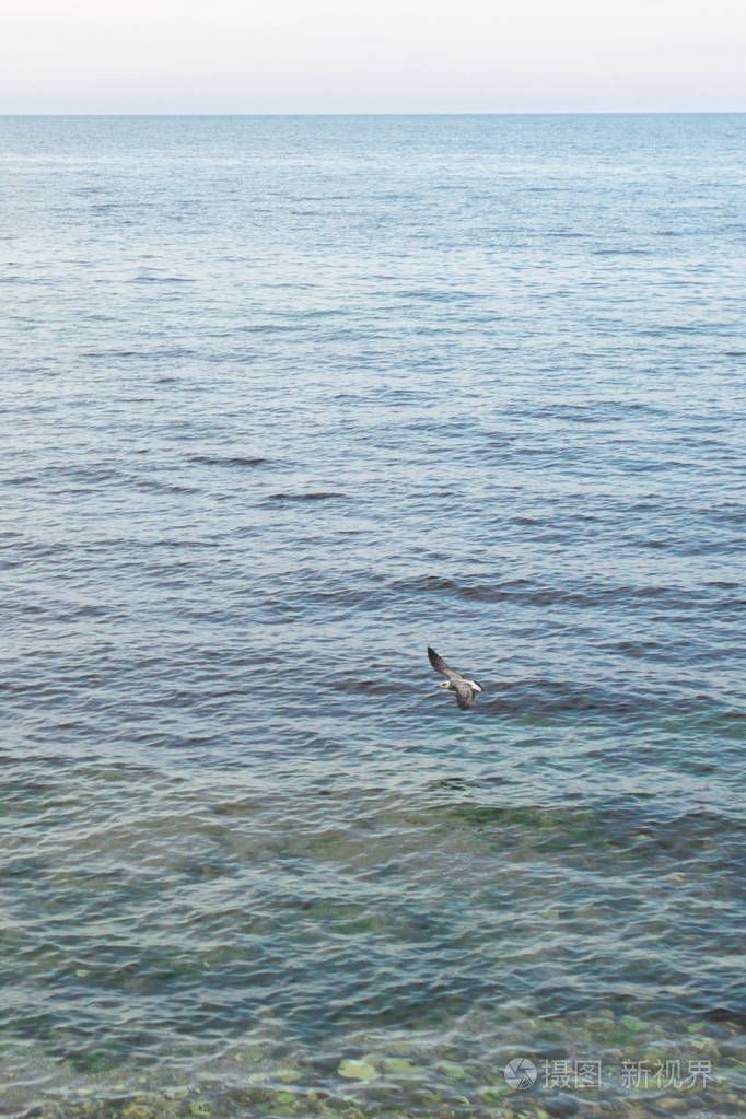 海鸥在大海的背景上. 野生鸟类的生活. 免费飞行. 海鸥在天空中翱翔.