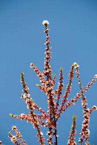 春天，五彩缤纷的花朵在树上绽放