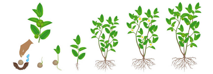 绿茶山茶植物在白色背景下的生长周期。