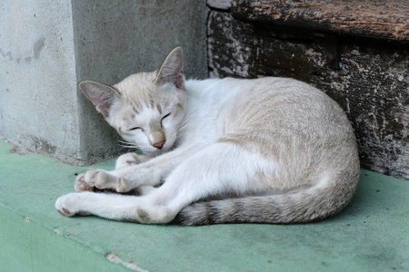 睡觉的棕色猫关门了