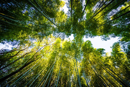 日本京都山森林竹林的美丽景观图片