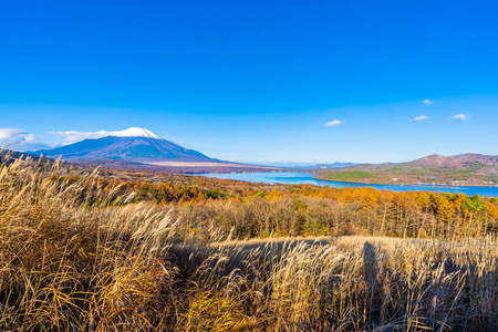 日本秋季稻子或山坂湖富士山的美丽景观