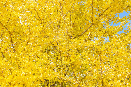 秋天美丽的黄色银杏叶树