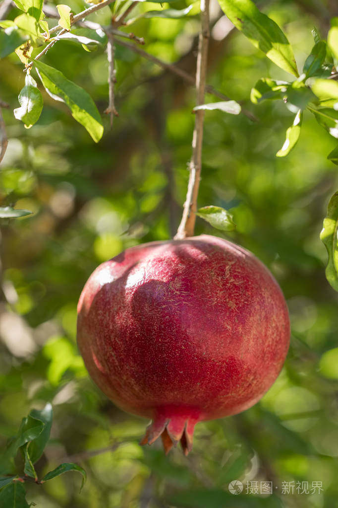 树枝上的成熟石榴果实
