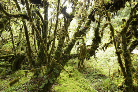 树干和森林里长满绿苔的地面