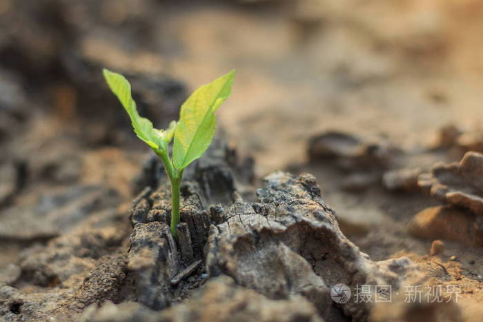 树桩上幼苗萌发对树木的新生活