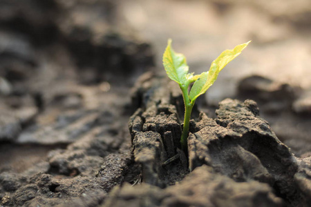 树桩上幼苗萌发对树木的新生活.照片