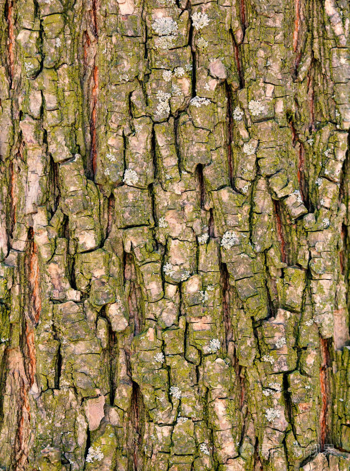 老树的树皮纹理