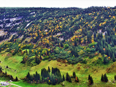 瑞士圣加伦州阿尔普斯坦山脉和瑟尔河谷森林中的秋色
