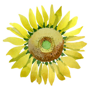 黄色向日葵花植物花。水彩背景设置。被隔绝的向日葵例证元素