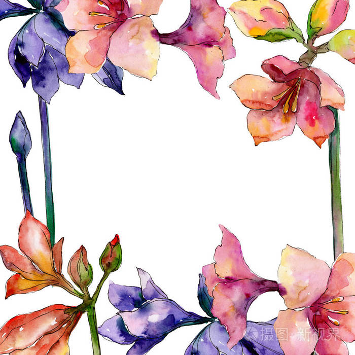 粉红色和紫色的海洋花 水彩背景插图集 框架边框装饰照片 正版商用图片173nqf 摄图新视界 粉红色和紫色的海洋花 水彩背景插图集 框架边框装饰照片 正版商用图片173nqf 摄图新视界