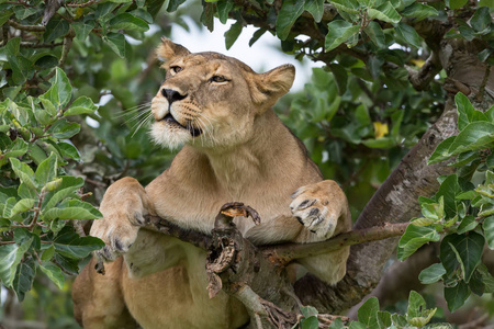 靠近树上的母狮。 非洲国家公园。
