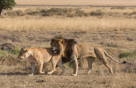 野生动物。 非洲热带草原的狮子和母狮。