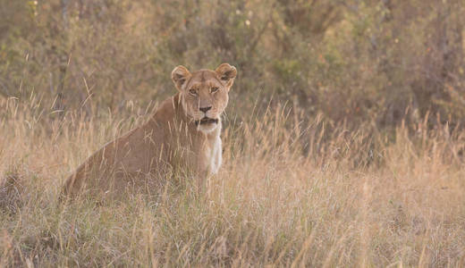 s savanna. It is good picture of wildlife. 