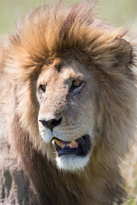 雄狮的照片。 野生动物图片。 坦桑尼亚