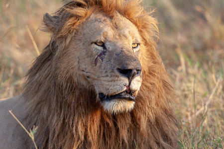 狮子的照片。 野生动物图片。 坦桑尼亚
