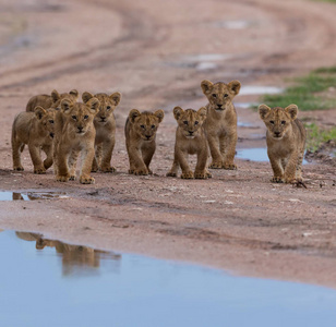 走非洲的狮子幼崽。 野生动物图片。